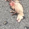 deadbroke18